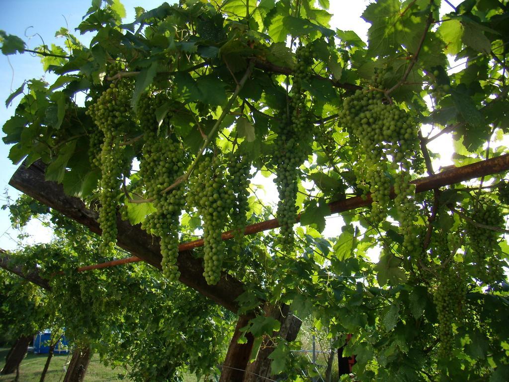 Antico Casale Dei Sogni Agriturismo Lugo  Dış mekan fotoğraf